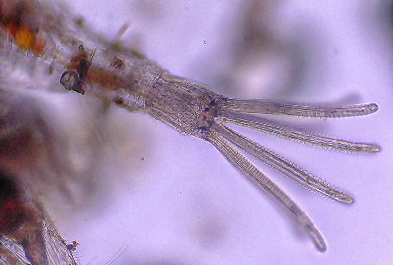 L''alieno trasparente delle nostre coste: l'' Amathia verticillata